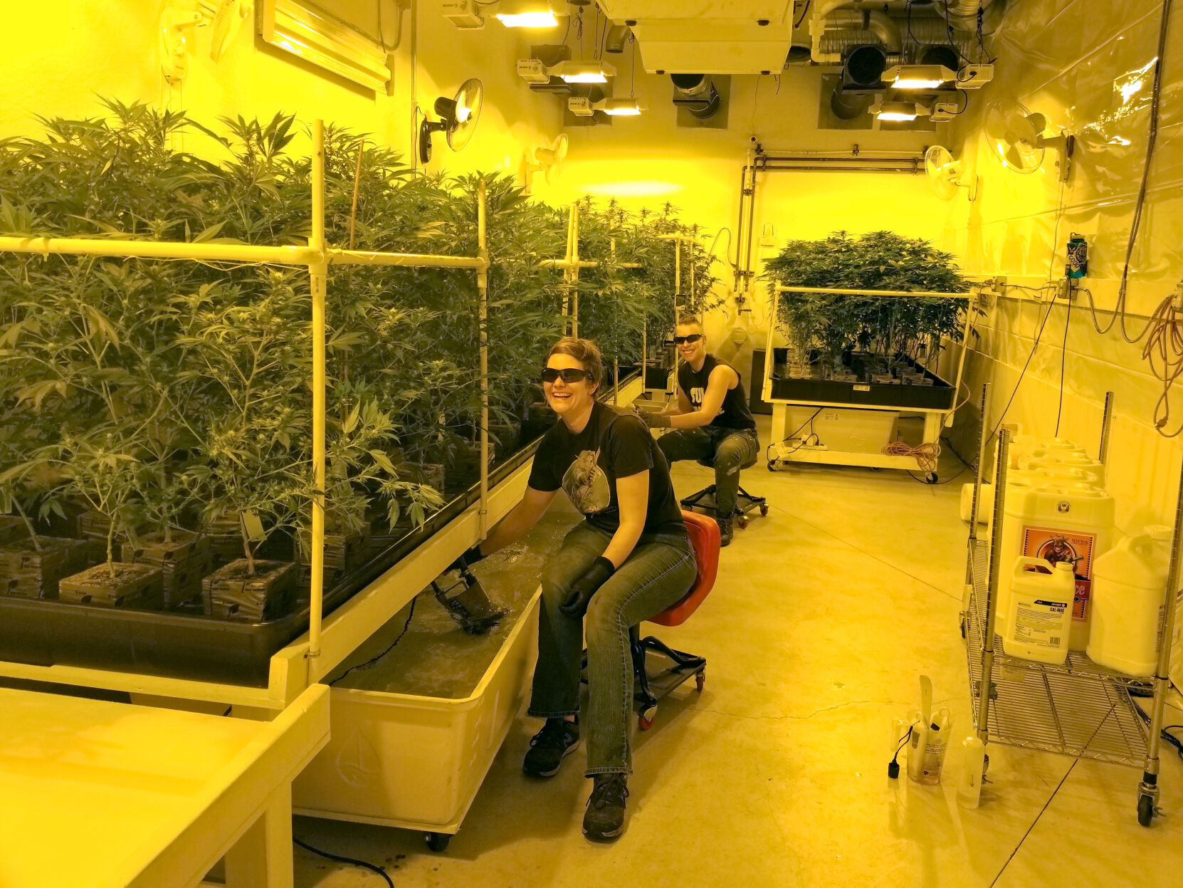 Blue Bear Cannafarm